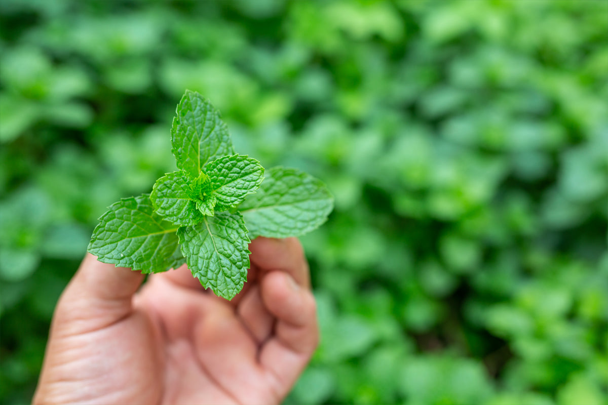 Benefits Of Peppermint For Oral Health!